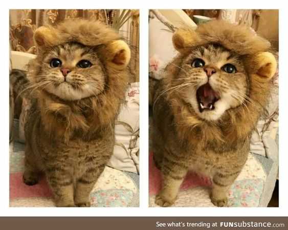 Unbelievably Cute Animals  cat in lions clothes