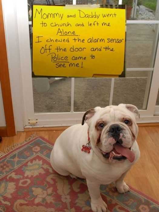 dog shaming  ate alarm sensor which alerted police