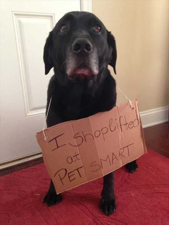 dog shaming  shop lifter dog