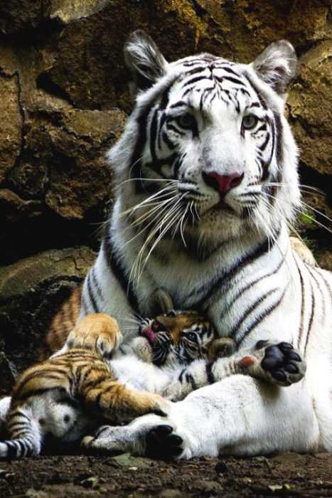 Unbelievably cute animals  tigers
