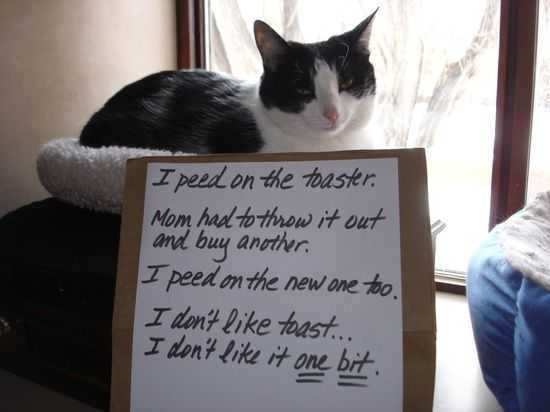 cat shaming  peed on toaster