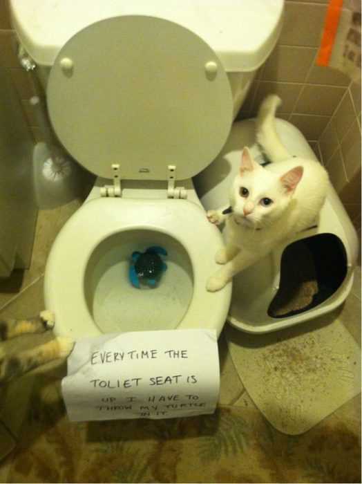 cat shaming pics  throws favorite toy in toilet