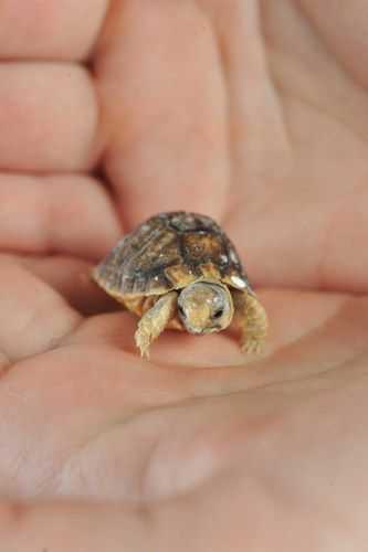 Unbelievably cute animals  baby turtle