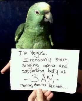 parrot shaming  sings opera at 3am