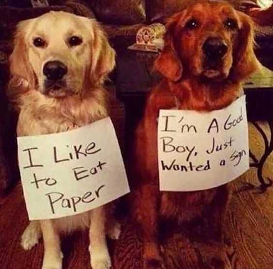 dog shaming  paper eater