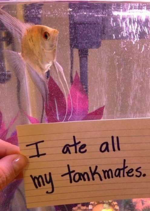 fish shaming  cannibal