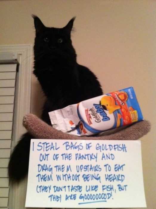 cat shaming  eats goldfish biscuits