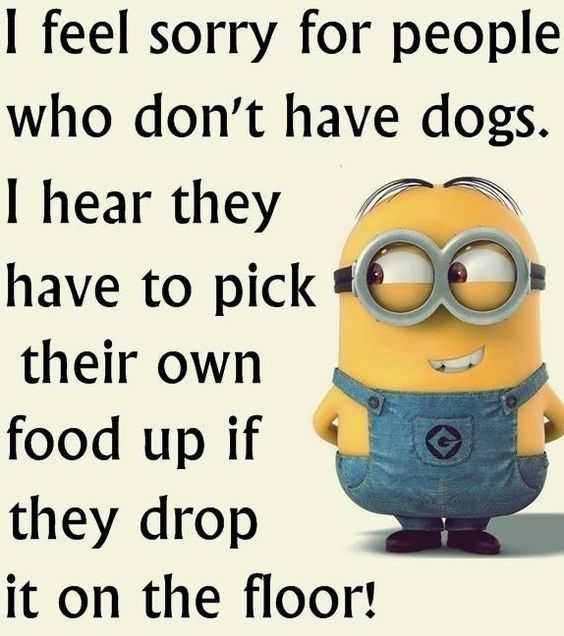 minion pick up food dog