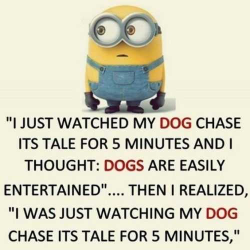 minion then chase dog 5