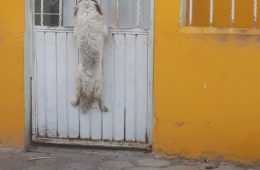 Thedodo.com 1
