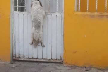 Thedodo.com 1