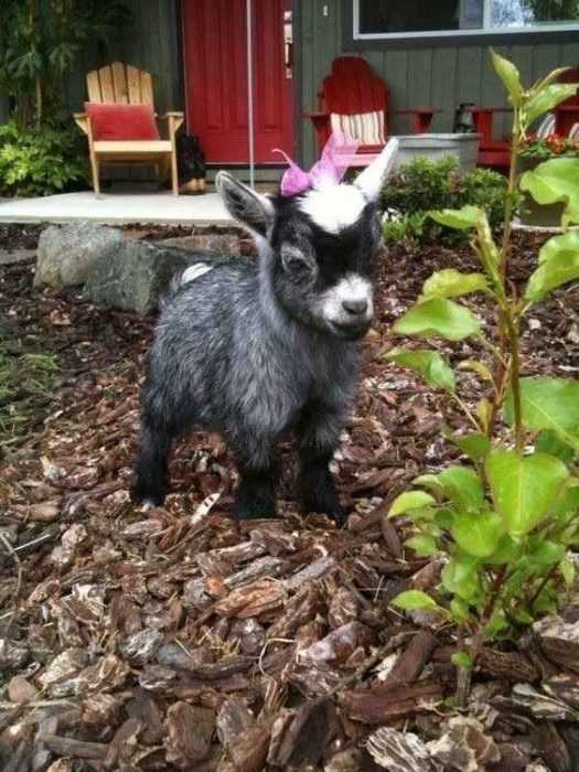 Funny Baby Goat Pictures  baby goat