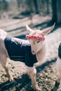 animal baby goat 21