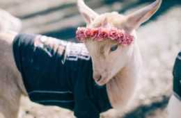 Animal Baby Goat 21