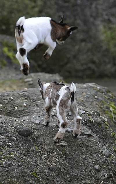 Funny Baby Goat Pictures  2 mountain goats