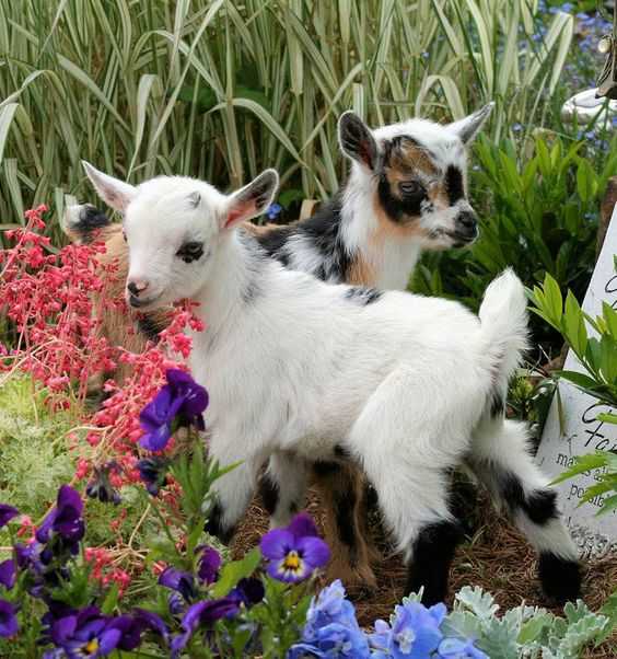 Funny Baby Goat Pics  2 goats in a garden