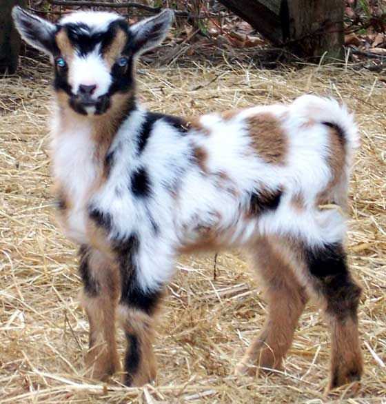 Funny Baby Goat Pictures  fluffy goat