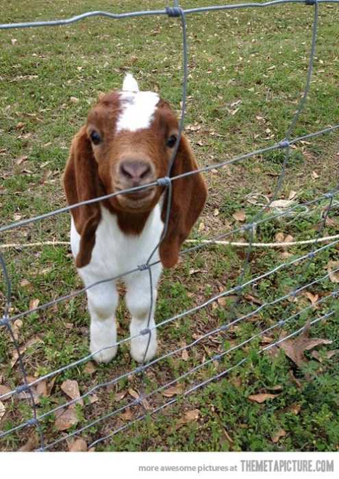 Funny Baby Goat Pictures  curious goat