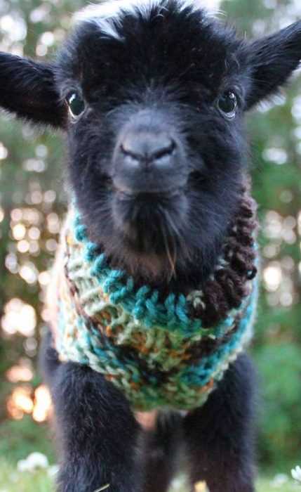 Funny Baby Goat Pictures  goat in knit