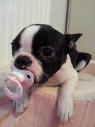 Adorable Funny Animals  pup paci