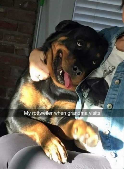  30 Funny Animal Picture Memes  rotty loves grandma