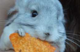 Animal Rabbit Dorito