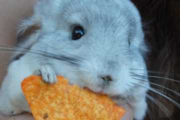 Animal Rabbit Dorito