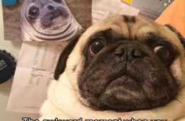 Animal Twin