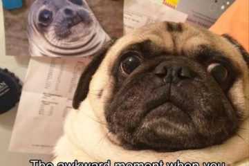 Animal Twin