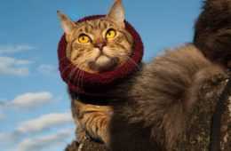 Animal Yellow Eyes
