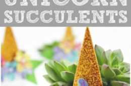 Diy Unicorn Succulents