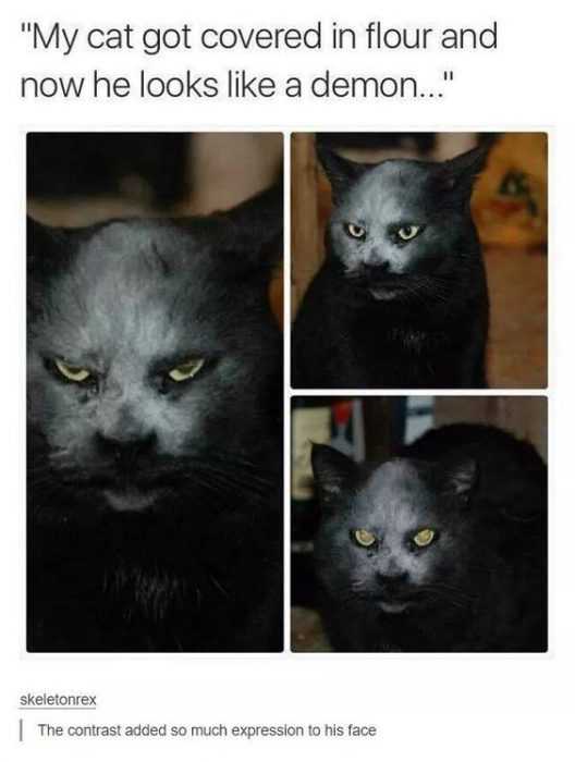 funny cat demon