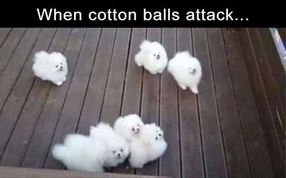 funny dog memes pictures  cotton ball attack