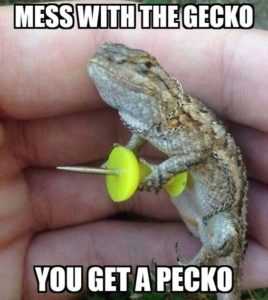 funny pecko gecko