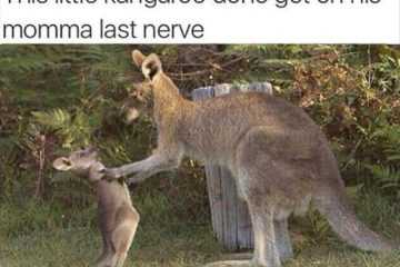 Funny Roo Last Nerve