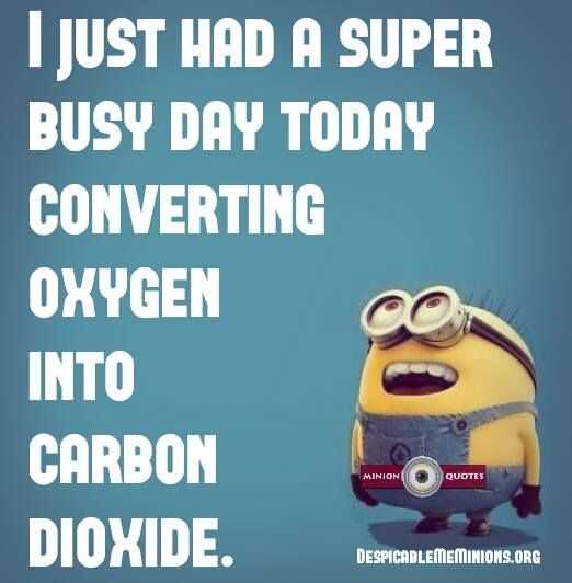 super funny minion quotes  busy day
