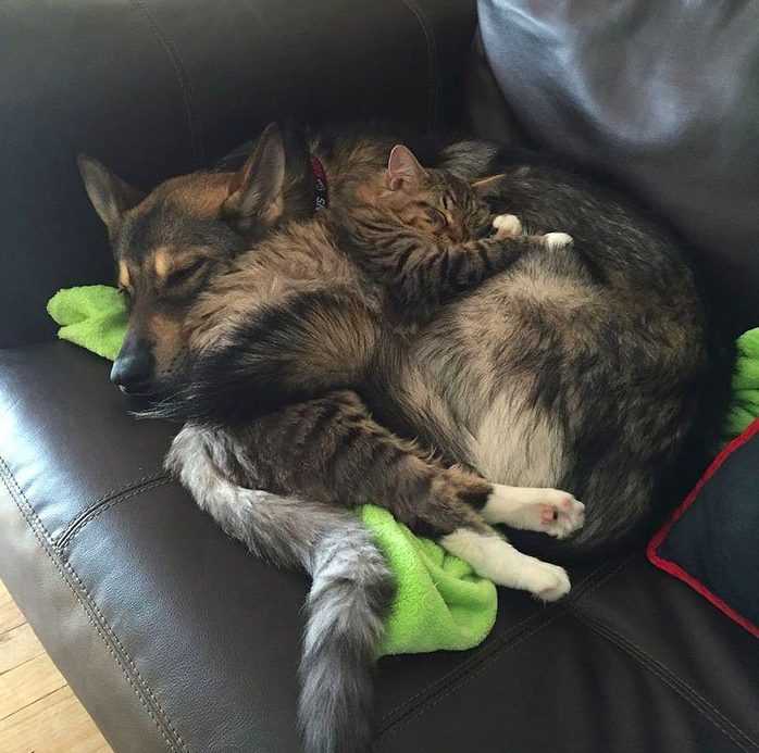 bringing a new cat into a home with other cats