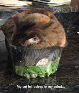 animal fell asleep salad
