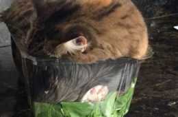 Animal Fell Asleep Salad