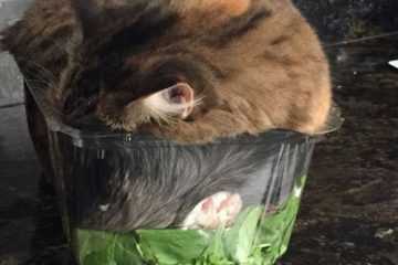 Animal Fell Asleep Salad