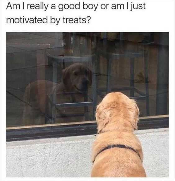 animal motivated by treats