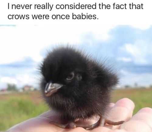 sweet funny animal pictures  baby crows