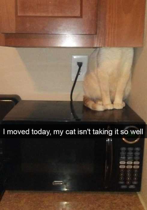 Funny Cat Snapchats  where's my sh*t