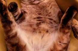 Funny Cat Ready