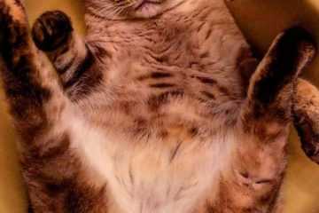 Funny Cat Ready