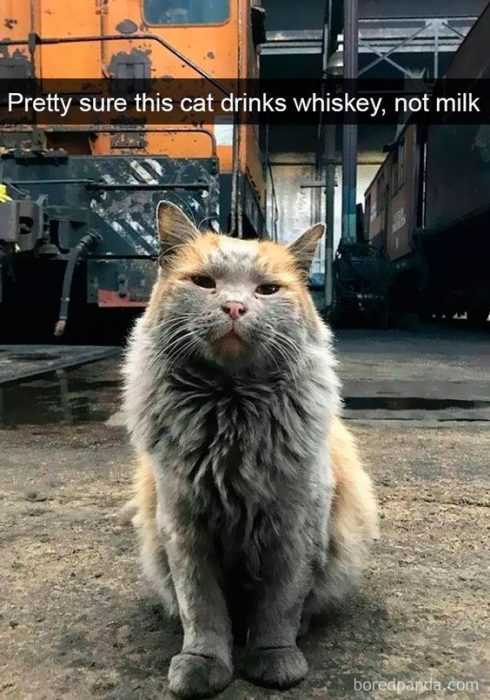 Funny Cat Snapchats  alley cat