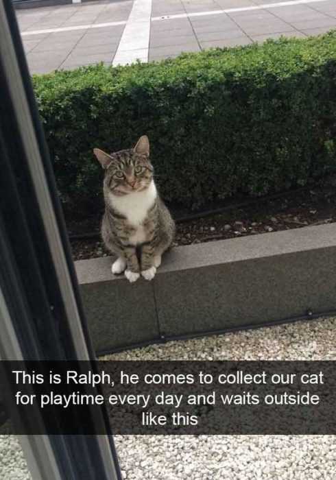 Funny Cat Snapchats  romeo cat