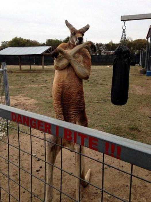 funny kangaroo