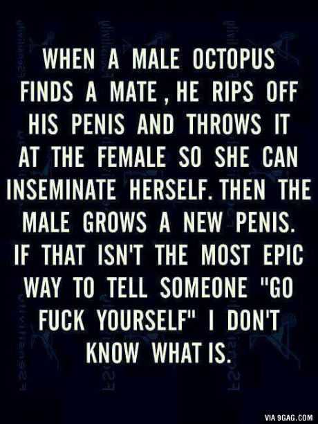 Funny Octopus