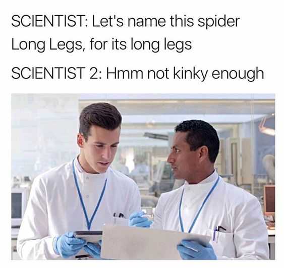 funny spider long legs